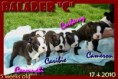 /album/bostonci/balader-c-5-weeks-old-door-jpg1/
